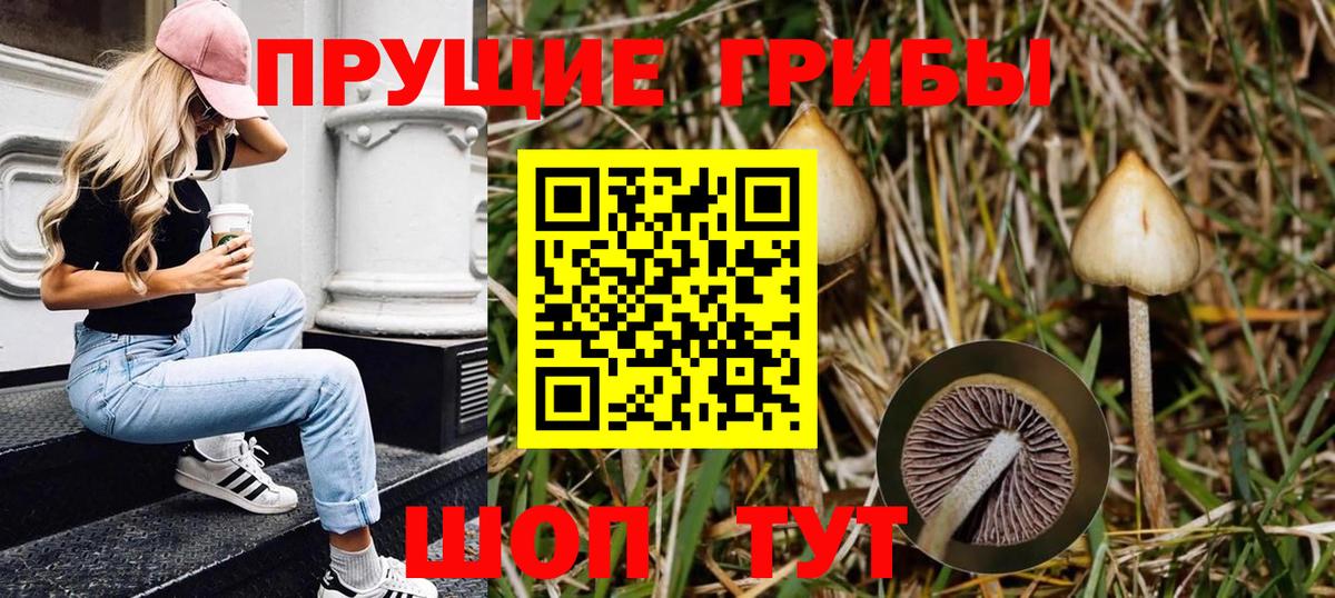 Кингисепп  где найти наркотики  Вход с VPN  Псилоцибиновые грибы Psilocybine cubensis 